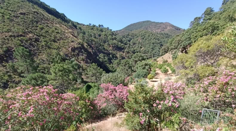 Málaga - Istán - 50000m2