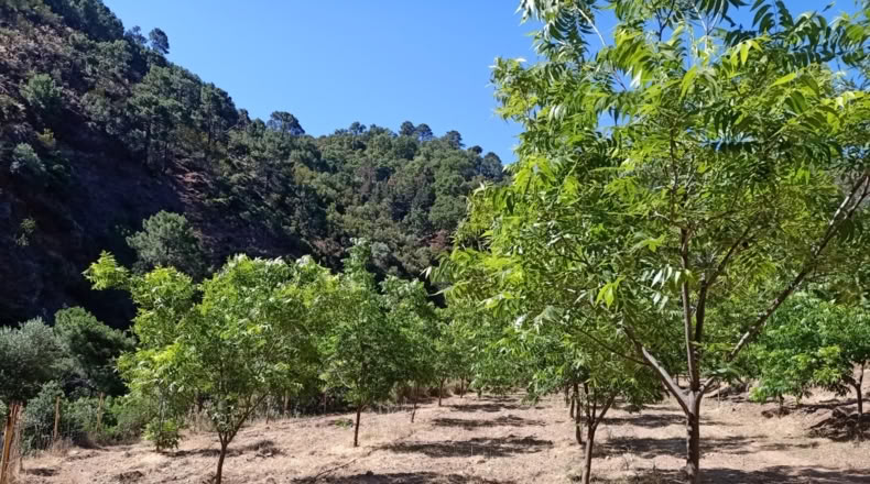 Málaga - Istán - 50000m2