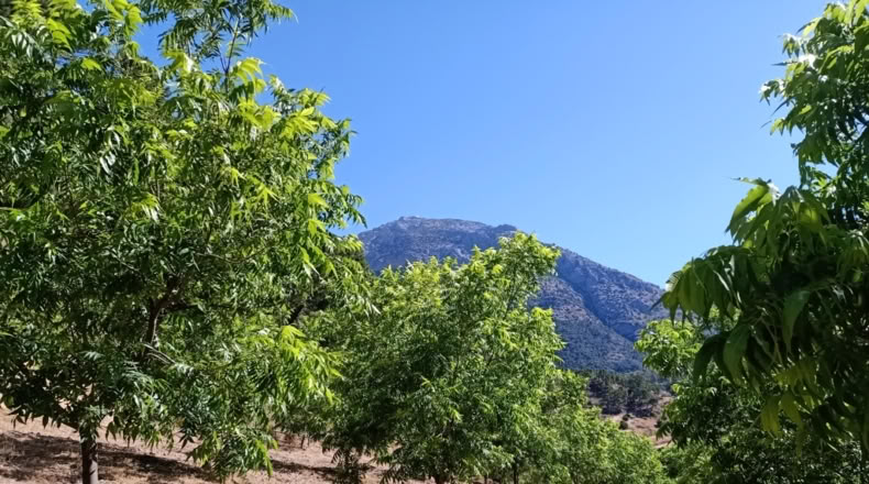 Málaga - Istán - 50000m2