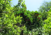 Masia with land for sale in Genalguacil ref: TR200866 photo
