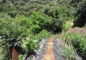 Masia with land for sale in Genalguacil ref: TR200866 photo