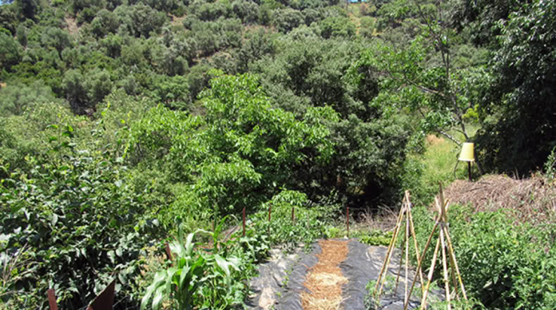 Málaga - Genalguacil - 20000m2
