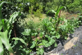 Foto 11