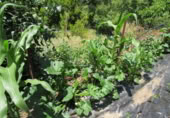 Masia with land for sale in Genalguacil ref: TR200866 photo