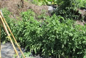 Foto 12