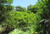 Masia with land for sale in Genalguacil ref: TR200866 photo