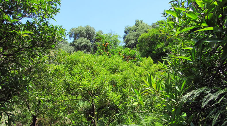 Málaga - Genalguacil - 20000m2
