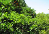 Masia with land for sale in Genalguacil ref: TR200866 photo