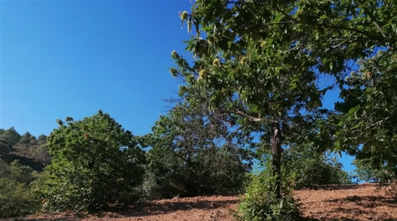 Málaga - Júzcar - 27000m2