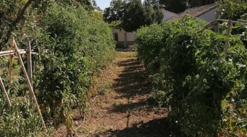 Málaga - Ronda - 20000m2