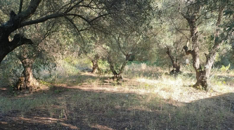 Málaga - Genalguacil - 35000m2