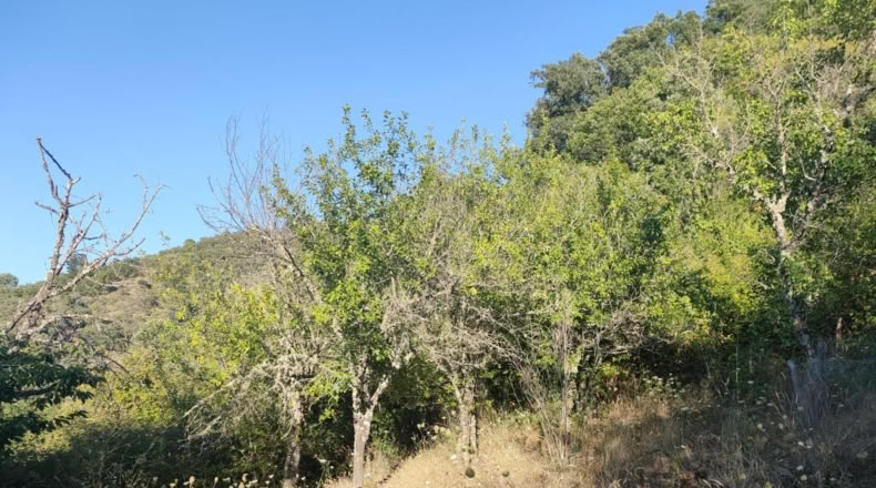Málaga - Genalguacil - 35000m2