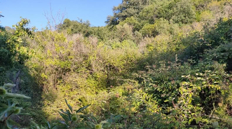 Málaga - Genalguacil - 35000m2