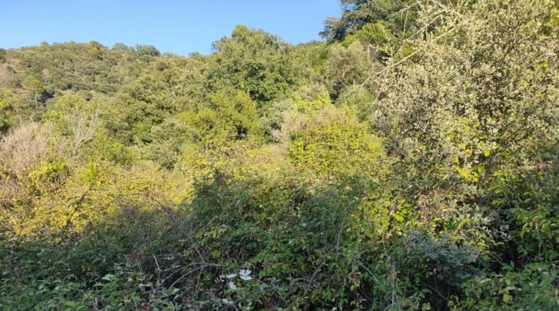 Málaga - Genalguacil - 35000m2