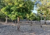 Masia amb terreny en venda a Alpandeire ref.: TR200876 foto