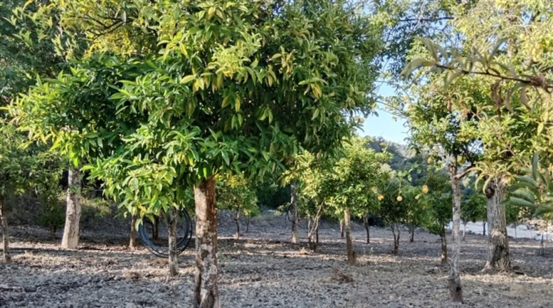 Málaga - Alpandeire - 90000m2