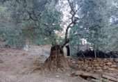 Masia amb terreny en venda a Alpandeire ref.: TR200876 foto