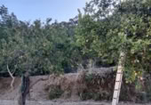 Masia amb terreny en venda a Alpandeire ref.: TR200876 foto