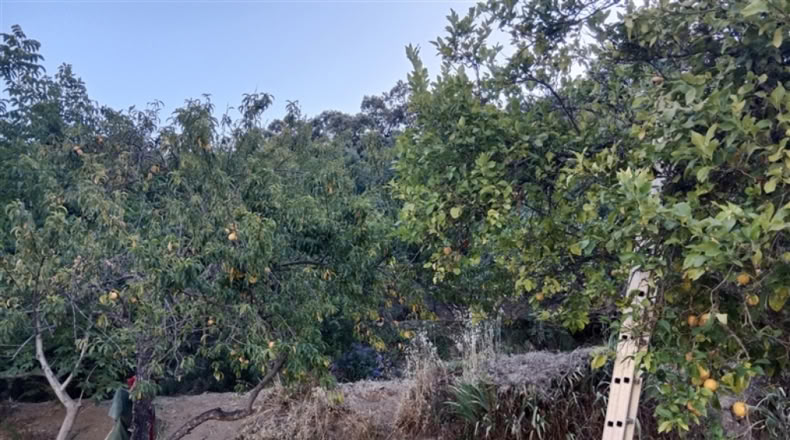 Málaga - Alpandeire - 90000m2