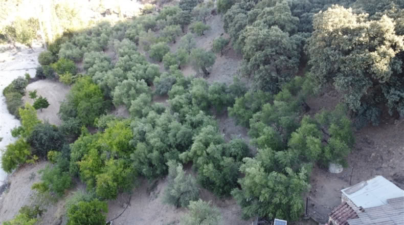 Málaga - Alpandeire - 90000m2