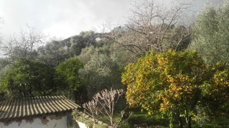 Málaga - Benarrabá - 20000m2