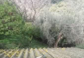 Masía con terreno en venta en Benarrabá ref: TR200875 foto