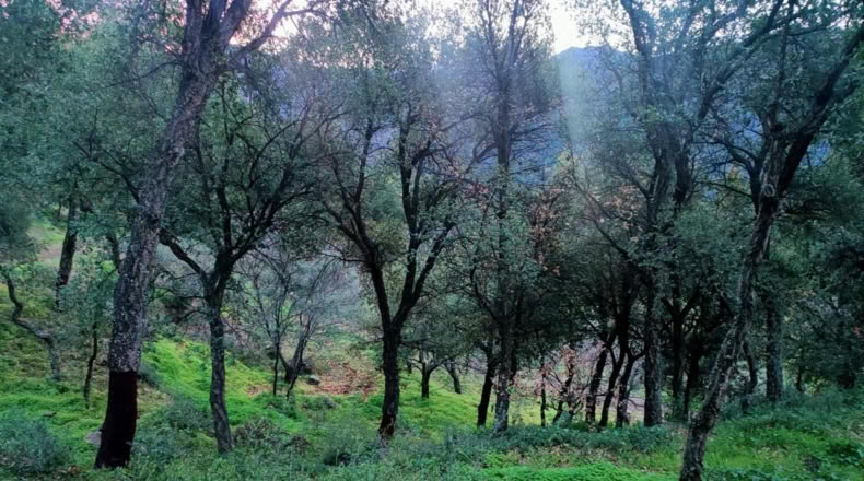 Málaga - Jubrique - 22500m2