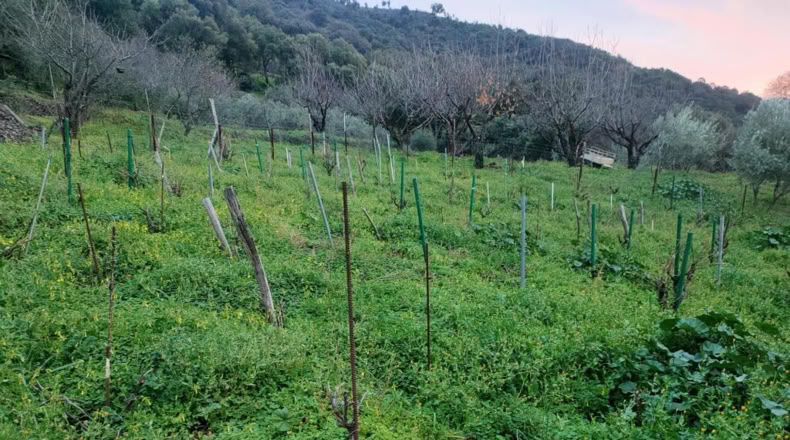 Málaga - Jubrique - 22500m2