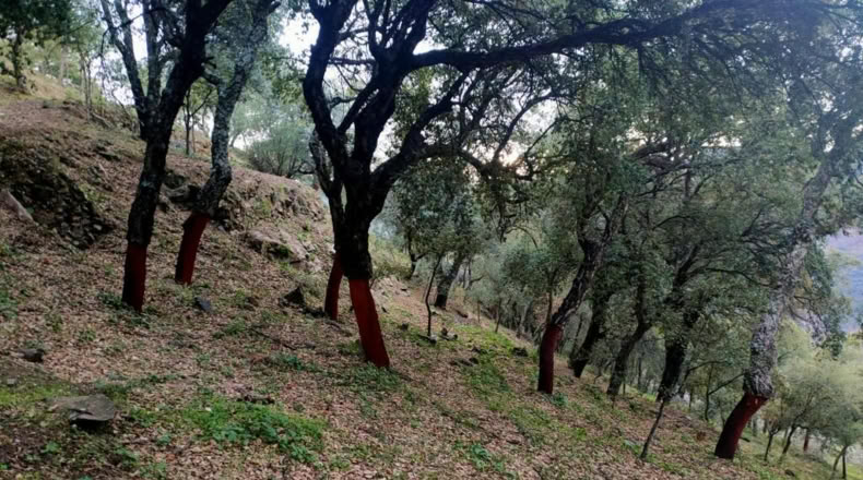 Málaga - Jubrique - 22500m2