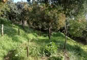 Masía con terreno en venta en Jubrique ref: TR200879 foto