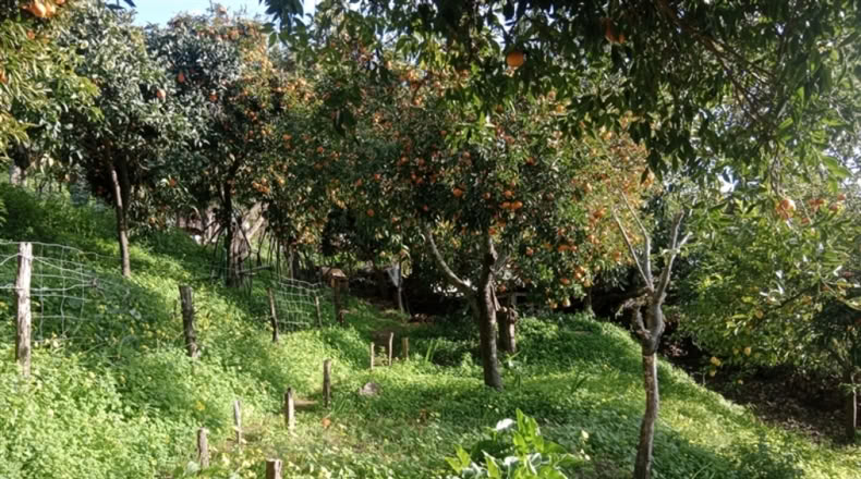 Málaga - Jubrique - 7000m2