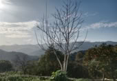 Masía con terreno en venta en Jubrique ref: TR200879 foto