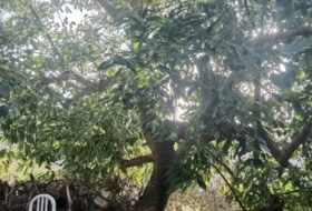 Foto 15