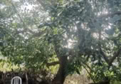 Masía con terreno en venta en Jubrique ref: TR200879 foto