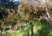 Masía con terreno en venta en Jubrique ref: TR200879 foto