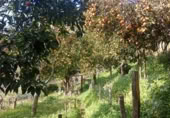 Masía con terreno en venta en Jubrique ref: TR200879 foto