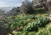 Masía con terreno en venta en Jubrique ref: TR200879 foto
