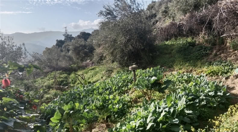 Málaga - Jubrique - 7000m2