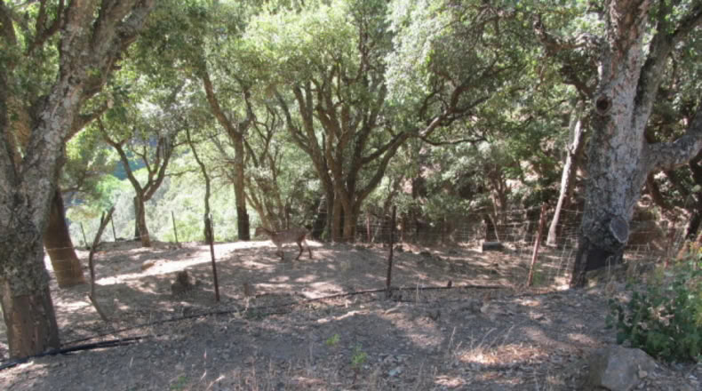 Málaga - Jubrique - 25000m2