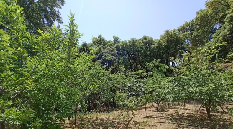 Málaga - Jubrique - 25000m2
