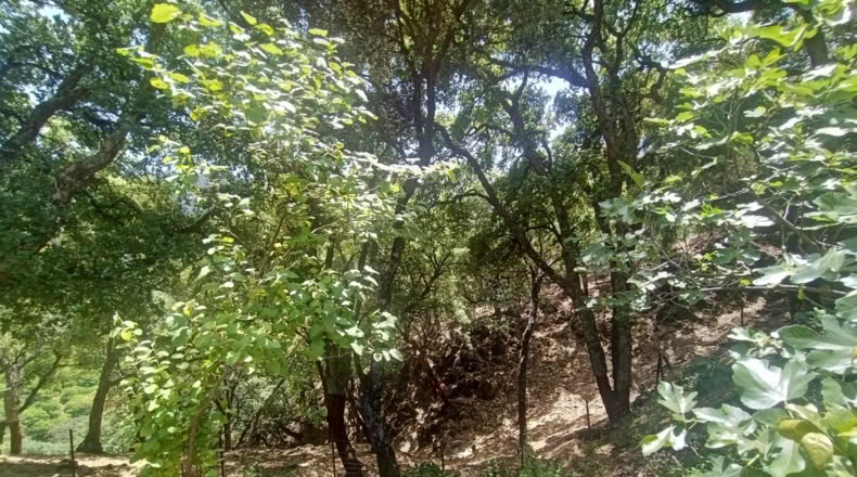 Málaga - Jubrique - 25000m2