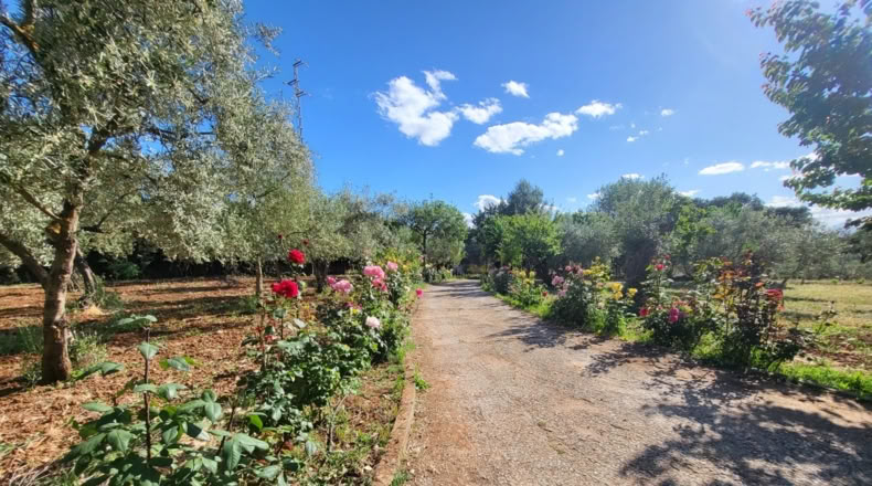 Málaga - Ronda - 5000m2