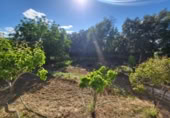 Masia amb terreny en venda a Ronda ref.: TR200936 foto
