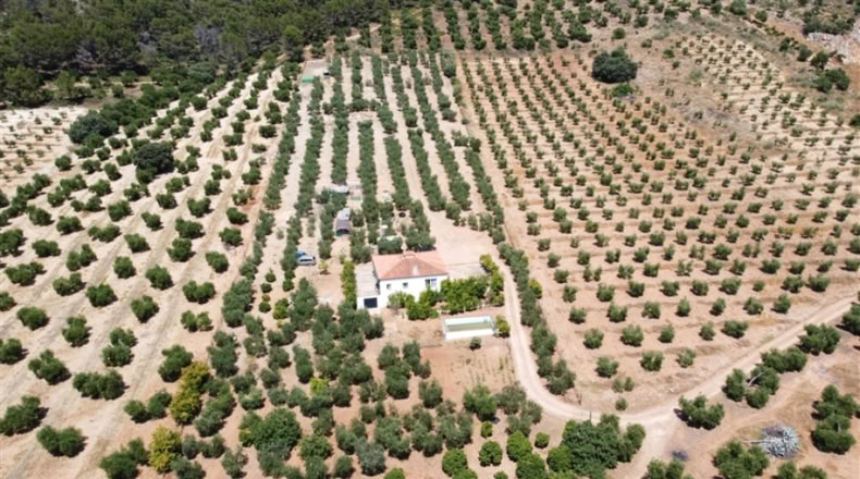 Seville - Montellano - 14000m2