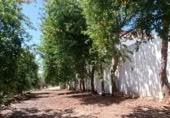 Masia amb terreny en venda a Montellano ref.: TR186827 foto