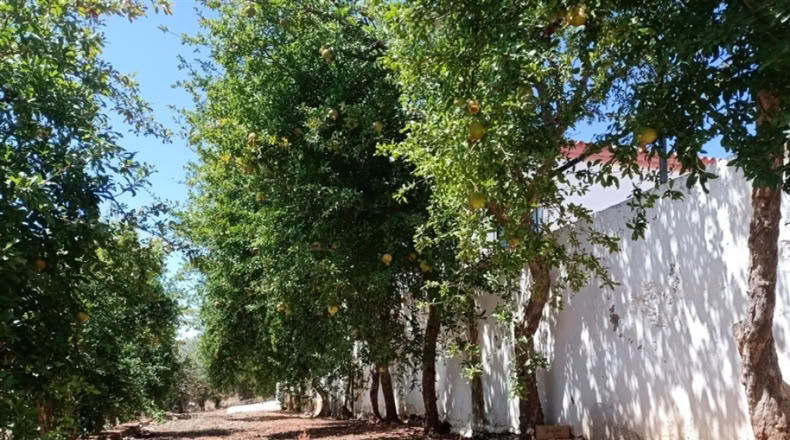 Seville - Montellano - 14000m2