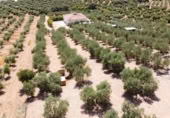 Masia amb terreny en venda a Montellano ref.: TR186827 foto