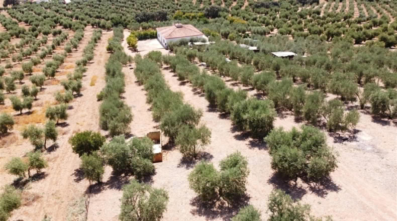 Seville - Montellano - 14000m2