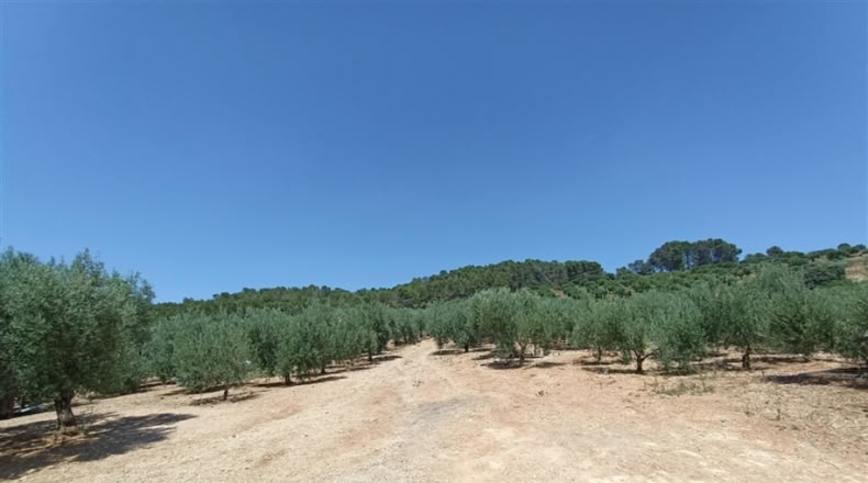 Seville - Montellano - 14000m2