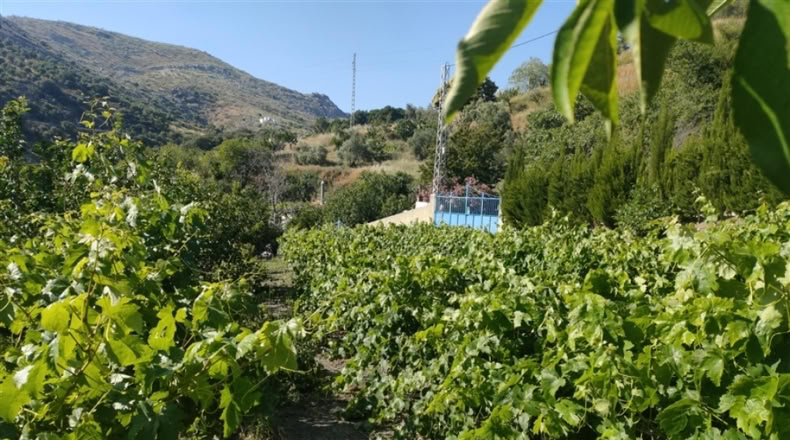 Málaga - Cartajima - 13800m2